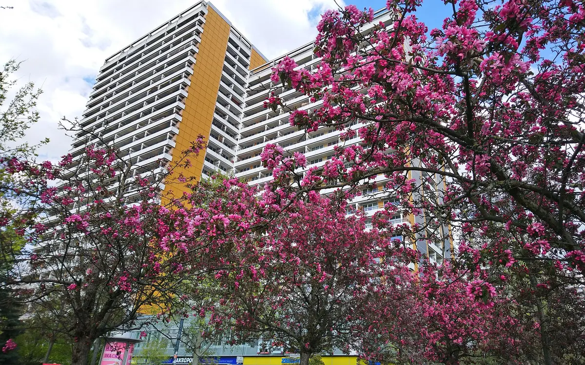 Cherry trees in bloom in front of a Berlin apartment block