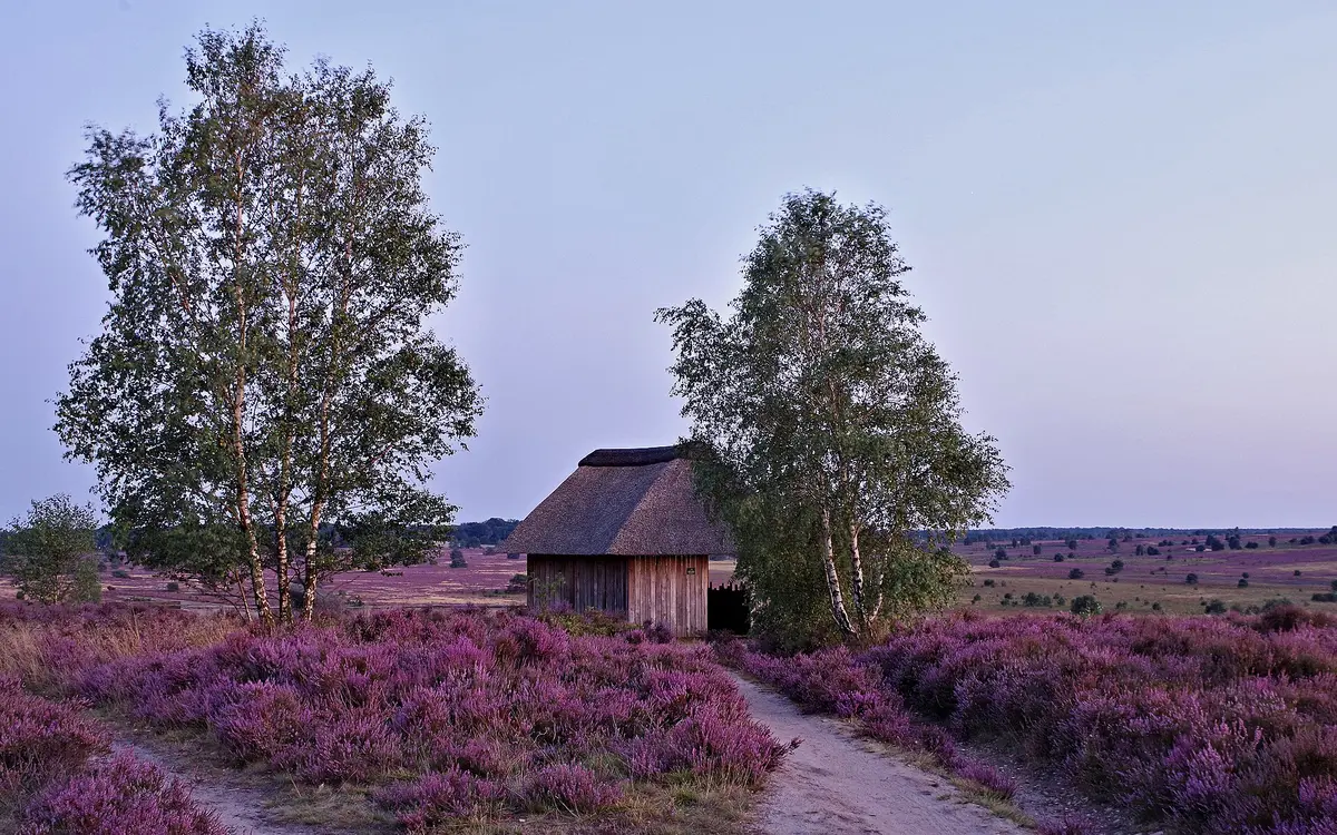 Blooming purple heather in the Lüneburg Heath