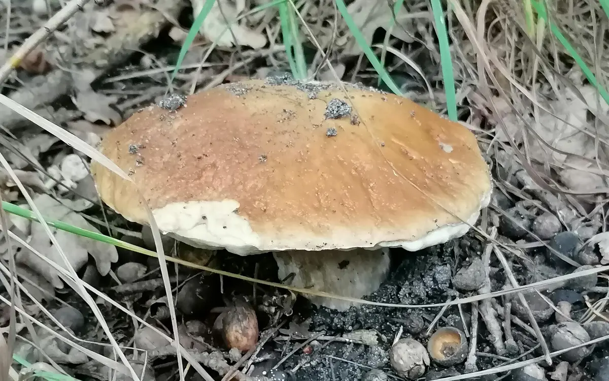 A porcini (Steinpilz) growing in the forest