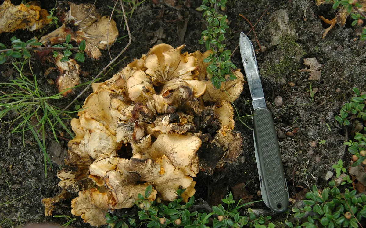 A wild mushroom found in the forest with a pocket knife beside it