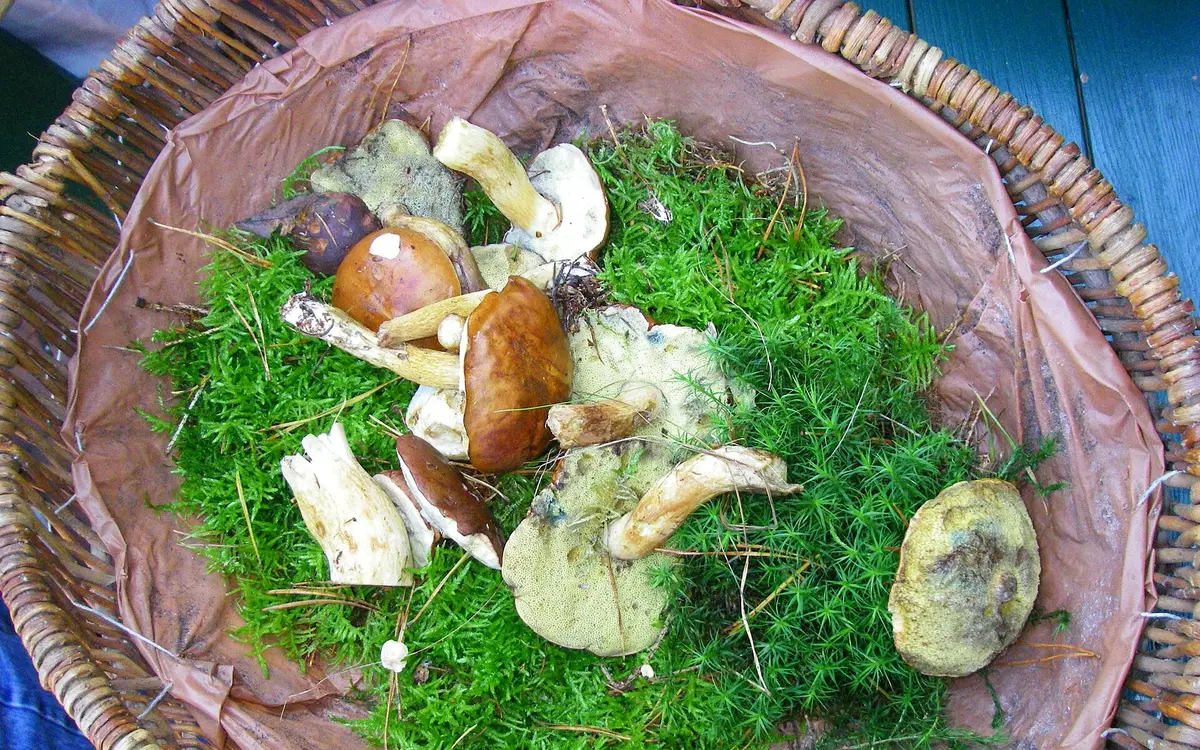 A basket of freshly picked mushrooms