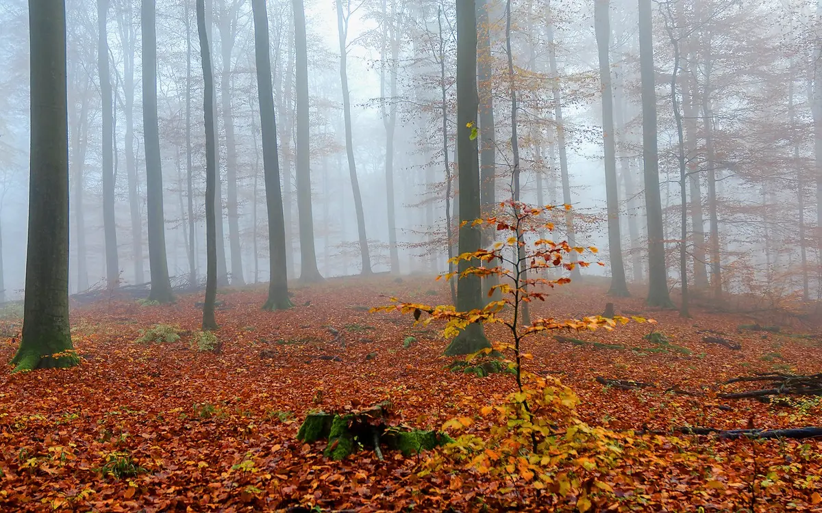 A misty autumn beech forest in Germany
