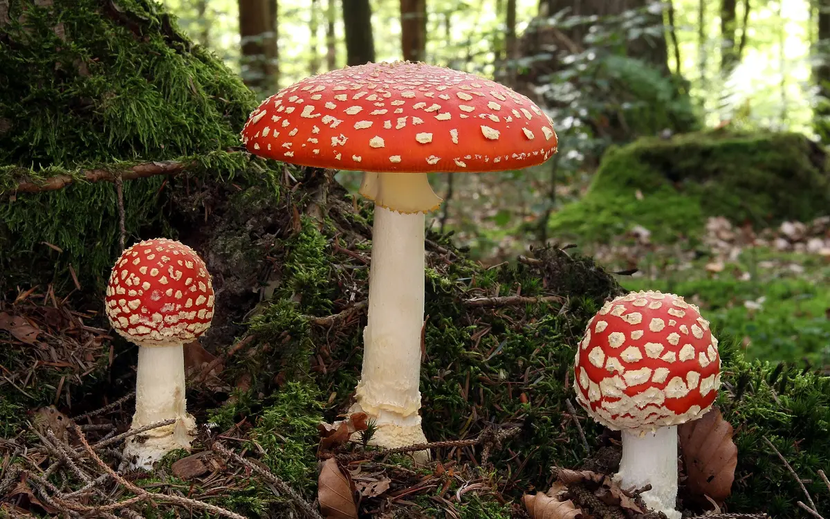 Fly agaric (Fliegenpilz) mushrooms in a forest