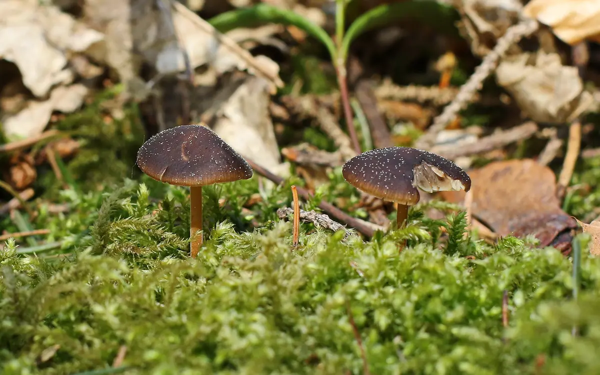 Small mushrooms growing on moss in a German forest