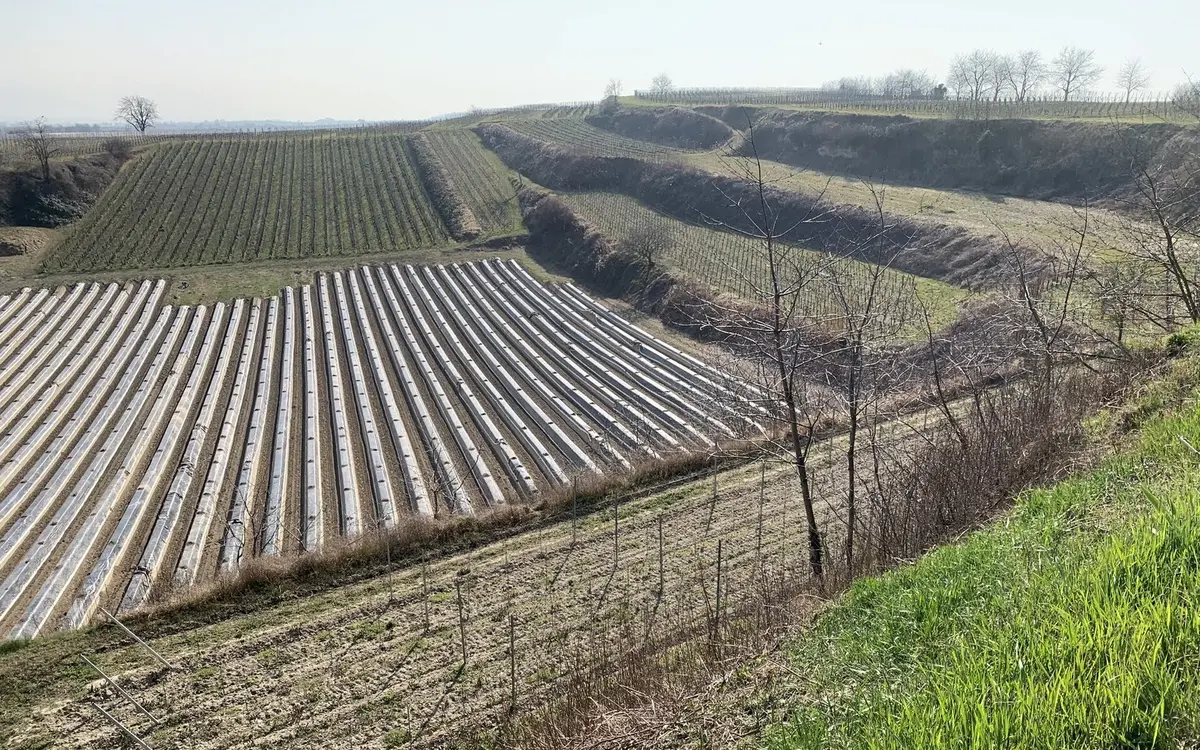 Asparagus fields in spring with raised soil rows
