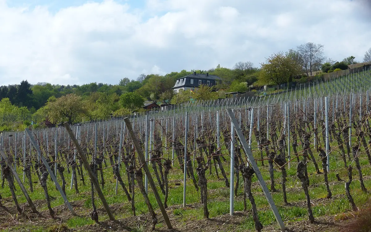 Franconian vineyards on the Main near Würzburg